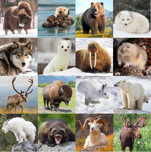 Native Mammals of Alaska Quiz - By palmtree