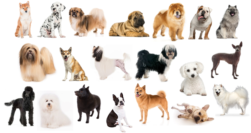 non sporting group dog breeds