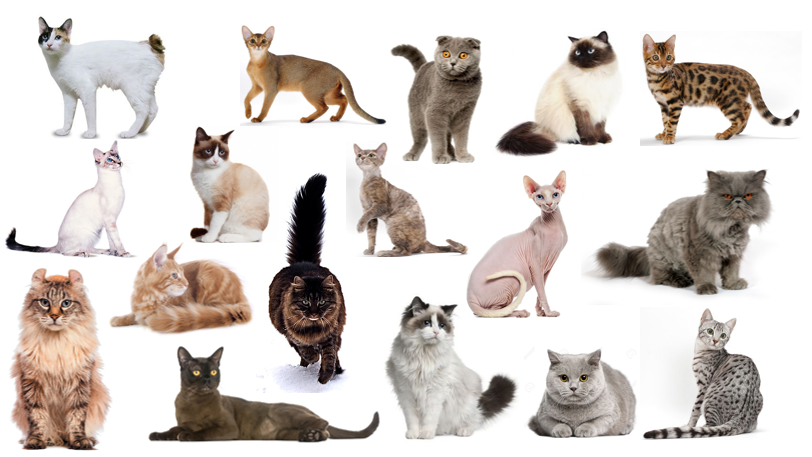 What Cat Breed Are You Quiz