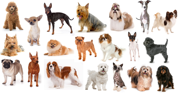 Toy Group Dog Breeds Quiz By palmtree