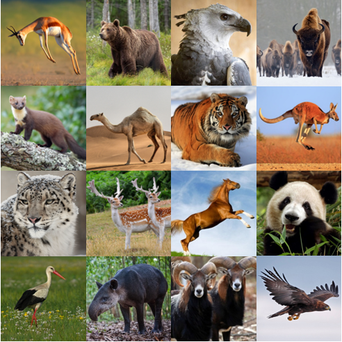 National Animals V Quiz - By palmtree