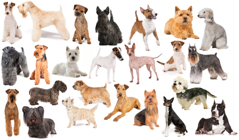 what dog breeds are terriers